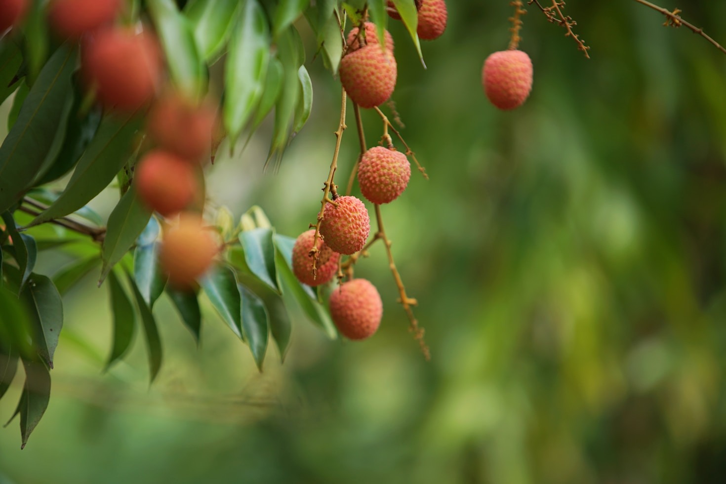 The Ultimate Tropical Fruit Tasting Guide