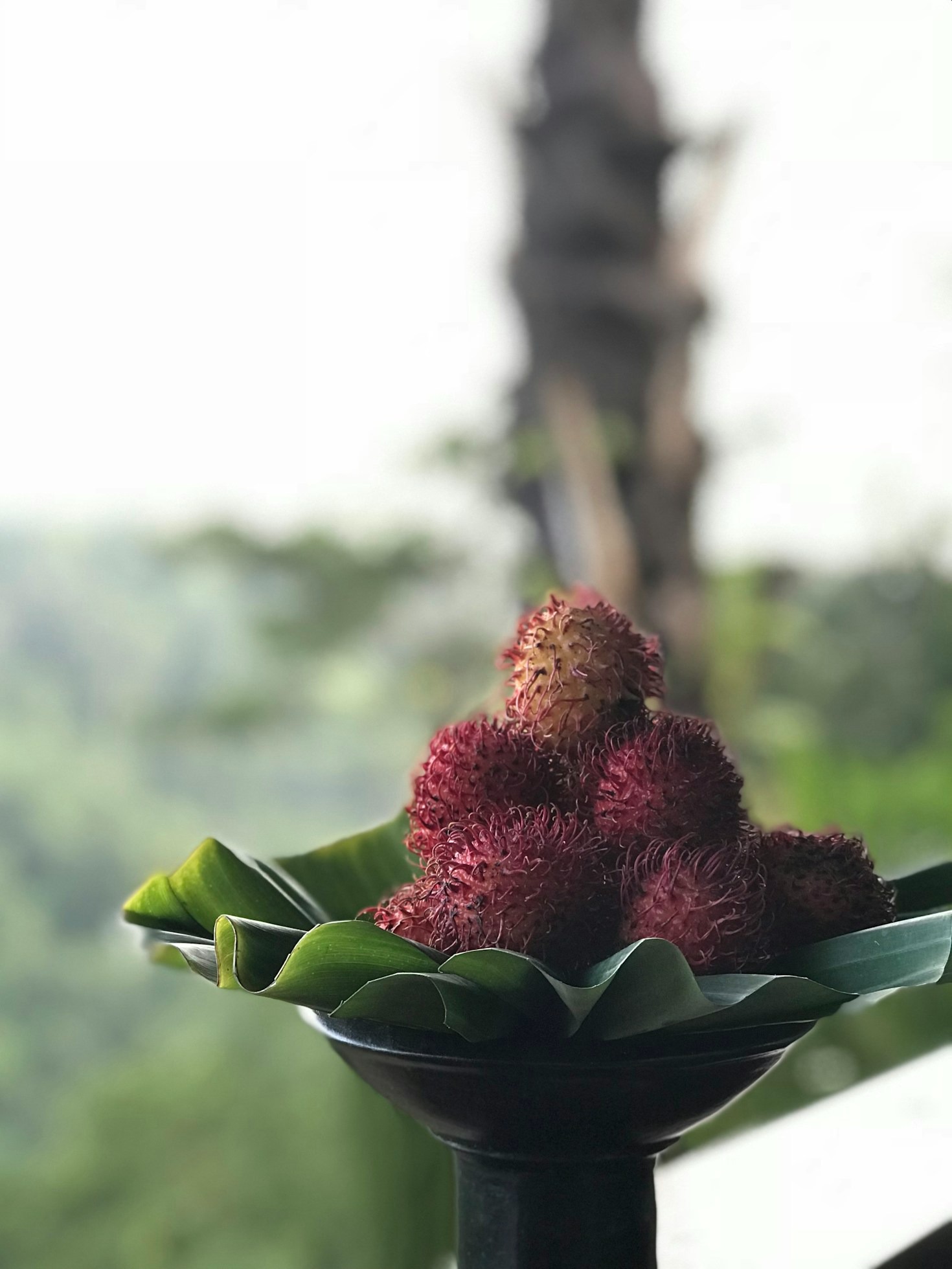 Pairing Exotic Fruits with Hawaiian Relaxation